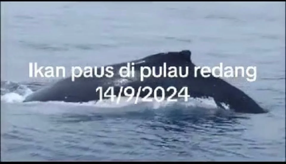 Kemunculan paus ‘humpback’ di Pulau Redang istimewa, pertama direkodkan